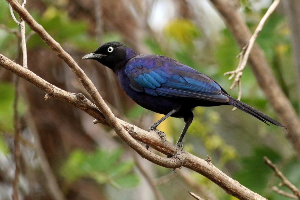 Lamprotornis_purpuropterus_26.06.2019_P.Szymański 1.jpg
